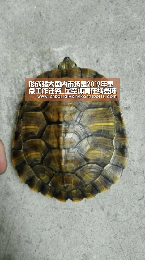 形成强大国内市场是2019年重点工作任务_星空体育在线登陆
